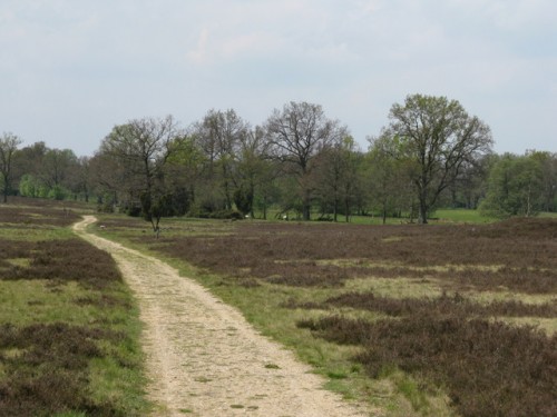 Wanderweg in der Heide